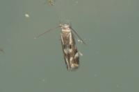 Elachista utonella
