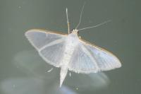 Palpita vitrealis