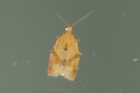 Clepsis consimilana