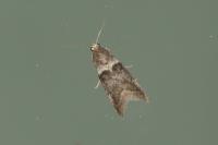 Acrobasis consociella