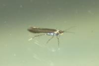 Coleophora