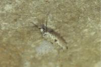 Yponomeuta plumbella