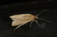 Helcystogramma rufescens