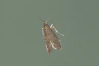 Eccopisa effractella