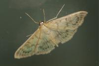 Patania ruralis