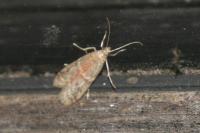 Ephestia