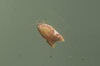 Acleris holmiana