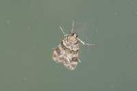 Eudonia delunella