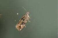 Eudemis profundana