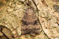 Amphipyra berbera svenssoni