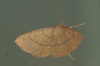 Paracolax tristalis