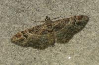 Gymnoscelis rufifasciata