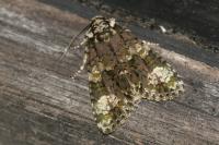 Craniophora ligustri