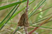 Synaphe punctalis