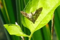 Elophila nymphaeata
