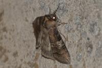 Tethea ocularis