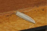 Eilema caniola