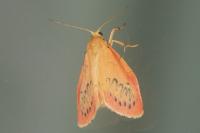 Miltochrista miniata