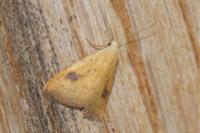 Rivula sericealis
