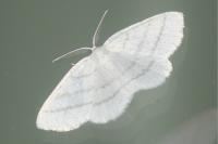 Cabera pusaria