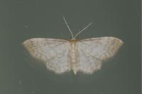 Idaea fuscovenosa