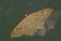 Idaea rubraria