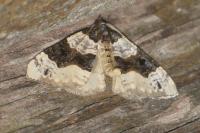 Cosmorhoe ocellata