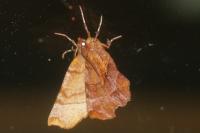 Selenia dentaria