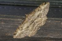 Peribatodes rhomboidaria