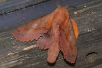 Gastropacha quercifolia