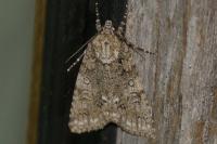Acronicta rumicis