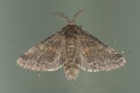 Gluphisia crenata