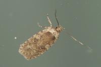 Agonopterix