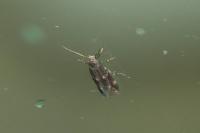 Elachista