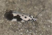 Ethmia quadrillella