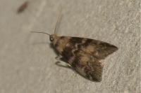 Euzophera pinguis