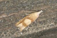 Eucosma conterminana