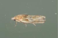 Eucosma