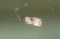 Cochylis atricapitana