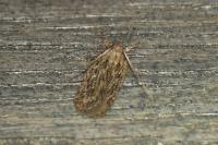 Depressaria daucella