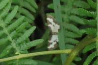 Lomaspilis marginata