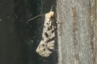 Nemapogon