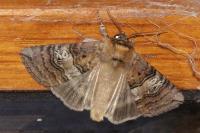 Tethea ocularis