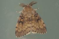 Lymantria dispar