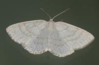 Cabera exanthemata