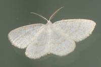 Cabera exanthemata