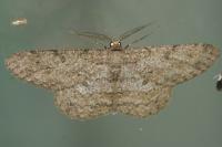 Hypomecis punctinalis