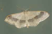 Idaea aversata