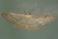 Idaea aversata