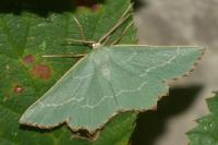 Thalera fimbrialis